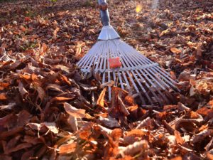 Pflege der Außenanlagen im Herbst