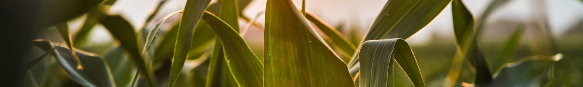 nature-field-sun-agriculture_schmal
